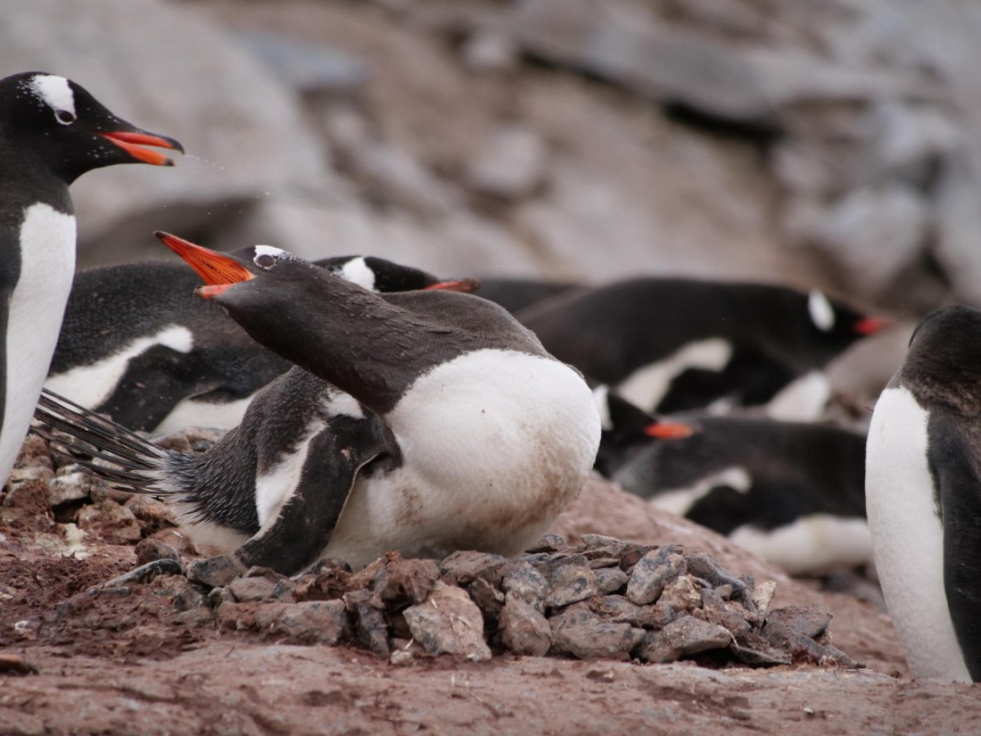 HDS25-25, Day 15, Jade-HDS25-25-Day15 (28) © Jade Heister - Oceanwide Expeditions.JPG