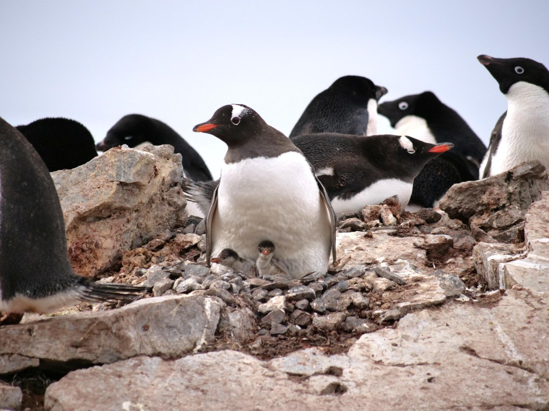 HDS25-25, Day 15, Jade-HDS25-25-Day15 (31) © Jade Heister - Oceanwide Expeditions.JPG