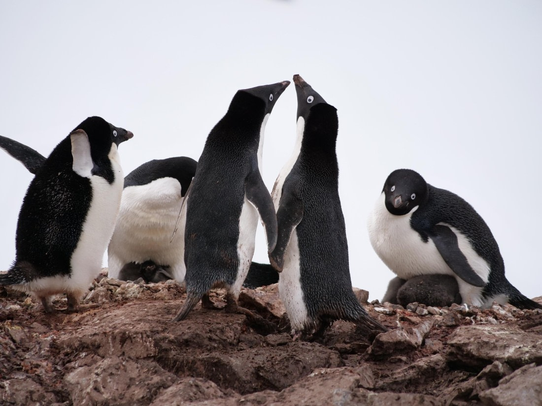 HDS25-25, Day 15, Jade-HDS25-25-Day15 (32) © Jade Heister - Oceanwide Expeditions.JPG