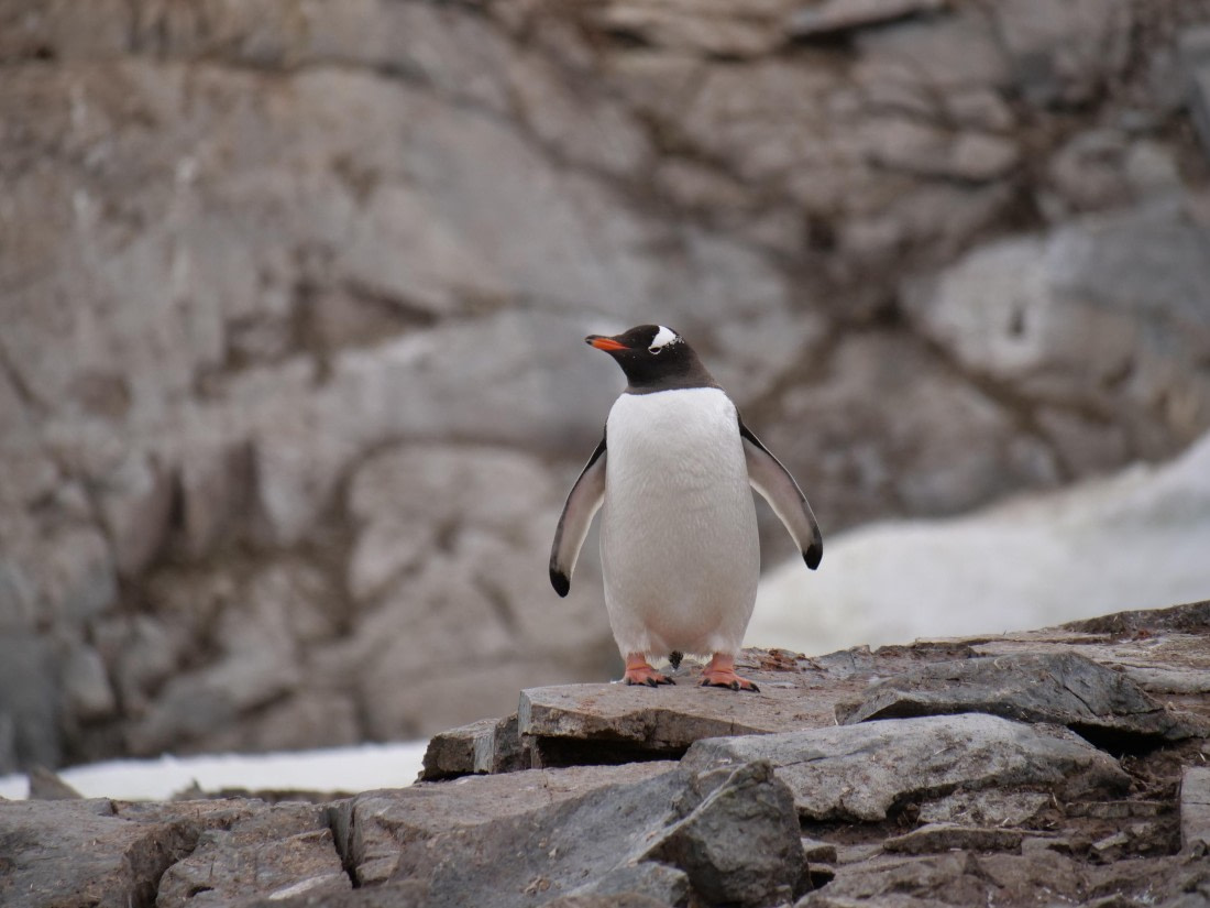 HDS25-25, Day 15, Jade-HDS25-25-Day15 (35) © Jade Heister - Oceanwide Expeditions.JPG