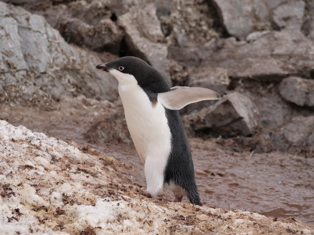 HDS25-25, Day 15, Jade-HDS25-25-Day15 (36) © Jade Heister - Oceanwide Expeditions.JPG