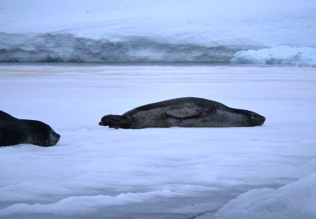 HDS25-25, Day 15, Jade-HDS25-25-Day15 (37) © Jade Heister - Oceanwide Expeditions.JPG