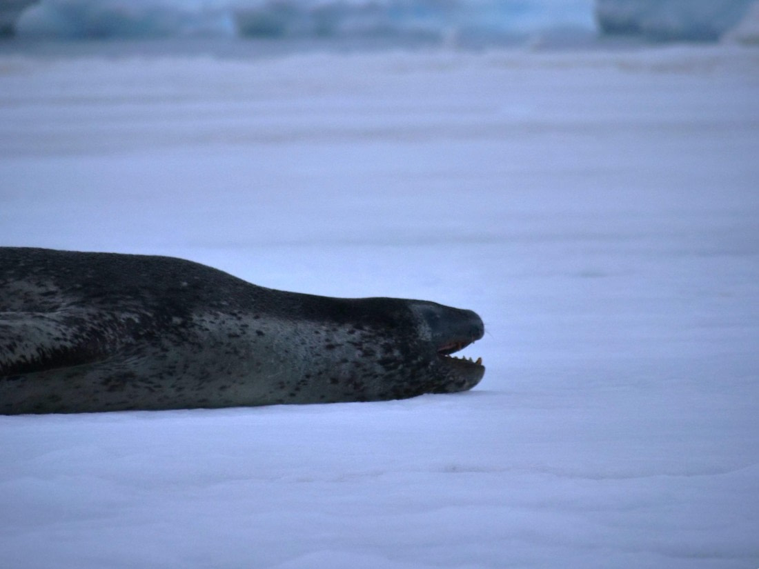 HDS25-25, Day 15, Jade-HDS25-25-Day15 (38) © Jade Heister - Oceanwide Expeditions.JPG