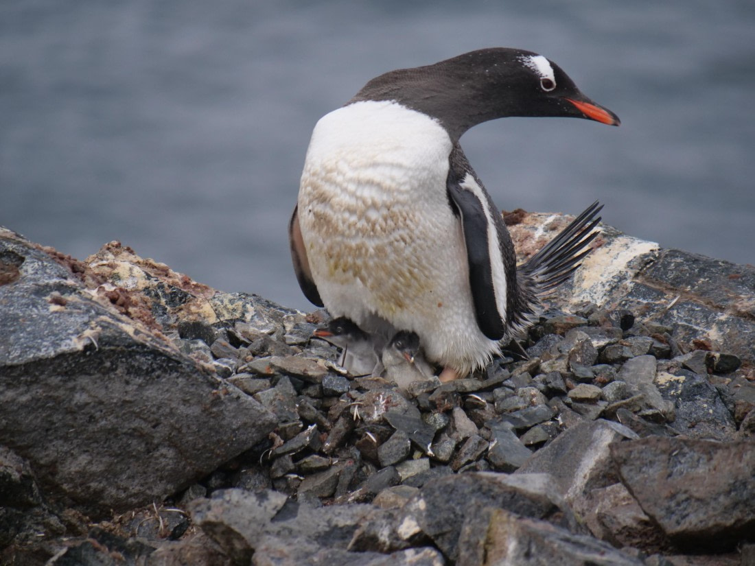 HDS25-25, Day 16, Jade-HDS25-25-Day16 (1) © Jade Heister - Oceanwide Expeditions.JPG
