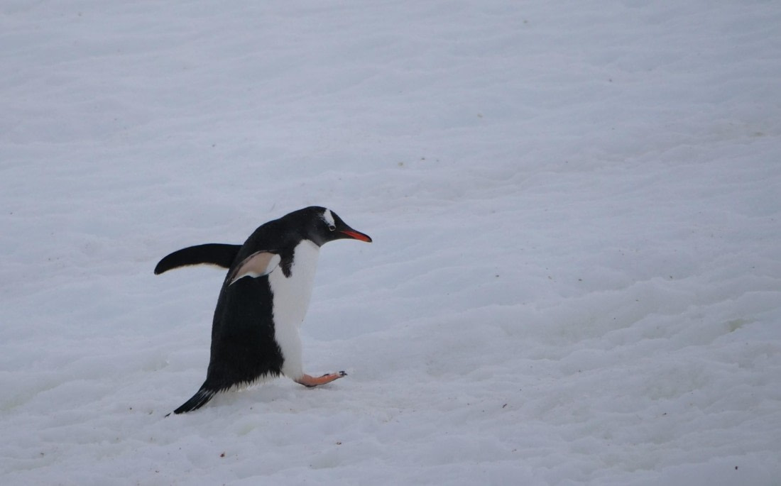 HDS25-25, Day 16, Jade-HDS25-25-Day16 (4) © Jade Heister - Oceanwide Expeditions.JPG