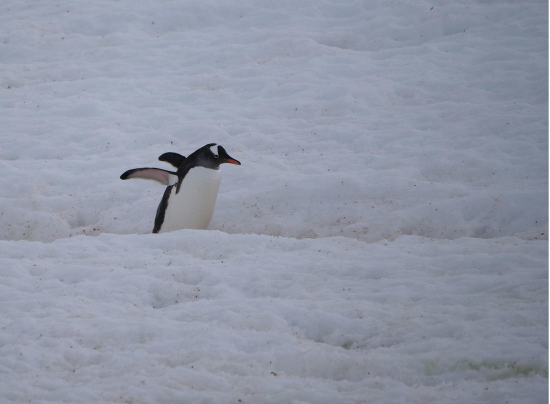 HDS25-25, Day 16, Jade-HDS25-25-Day16 (5) © Jade Heister - Oceanwide Expeditions.JPG