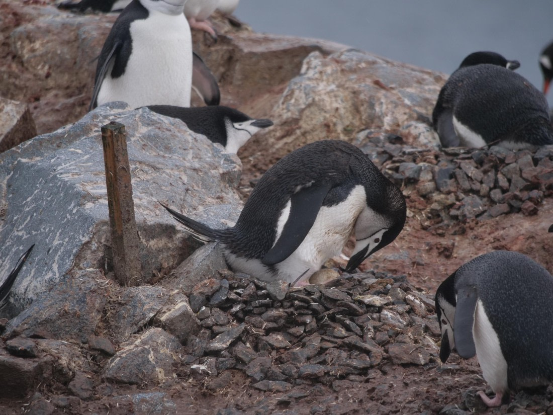 HDS25-25, Day 16, Jade-HDS25-25-Day16 (6) © Jade Heister - Oceanwide Expeditions.JPG