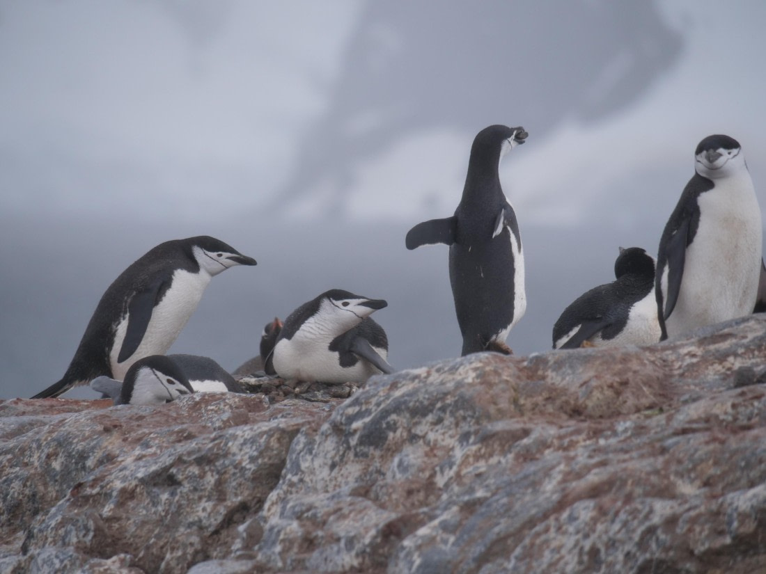 HDS25-25, Day 16, Jade-HDS25-25-Day16 (7) © Jade Heister - Oceanwide Expeditions.JPG