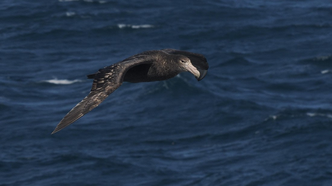 HDS25-25, Day 2, APMG0750 © Andy Perkins - Oceanwide Expeditions.JPG