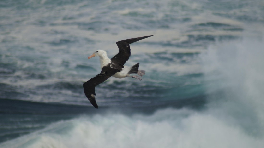 HDS25-25, Day 3, DSC01660 © Unknown photographer - Oceanwide Expeditions.JPG
