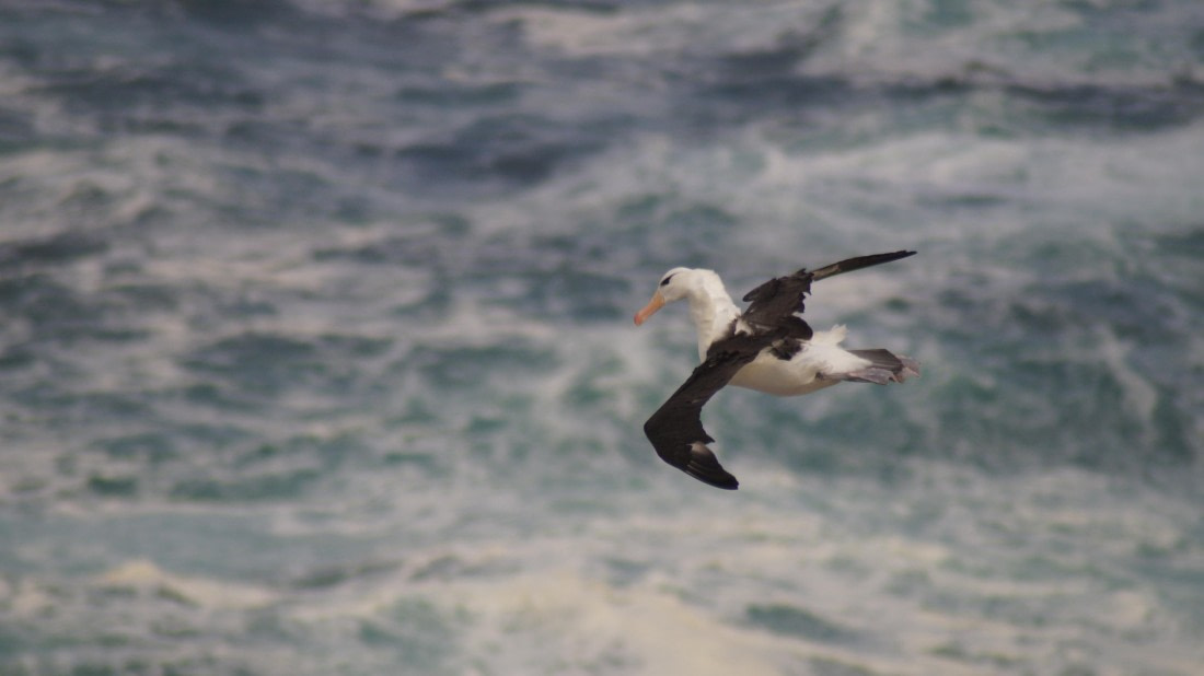 HDS25-25, Day 3, DSC01668 © Unknown photographer - Oceanwide Expeditions.JPG