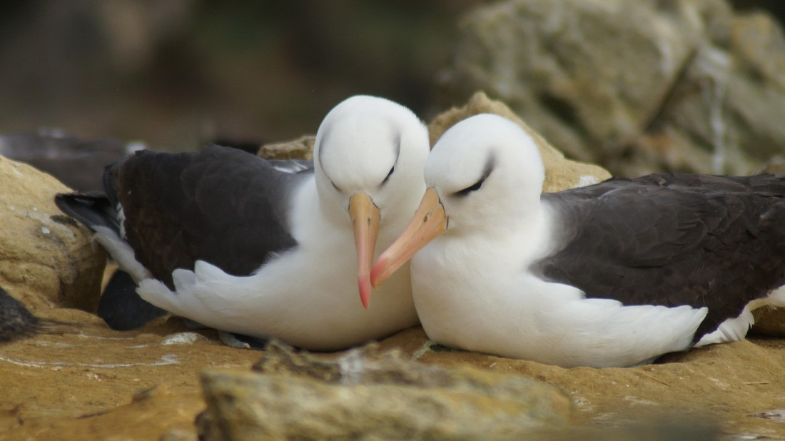 HDS25-25, Day 3, DSC01680 © Unknown photographer - Oceanwide Expeditions.JPG
