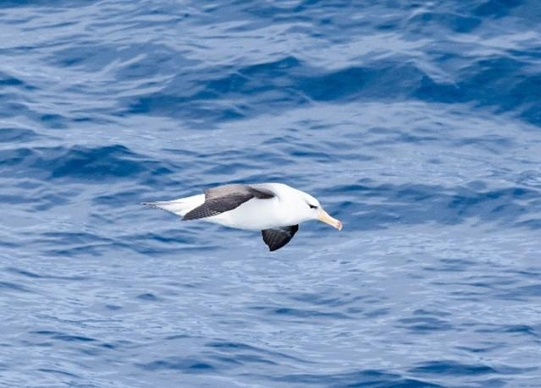 PLA25-25, Day 2, Picture6 © Unknown photographer - Oceanwide Expeditions.jpg