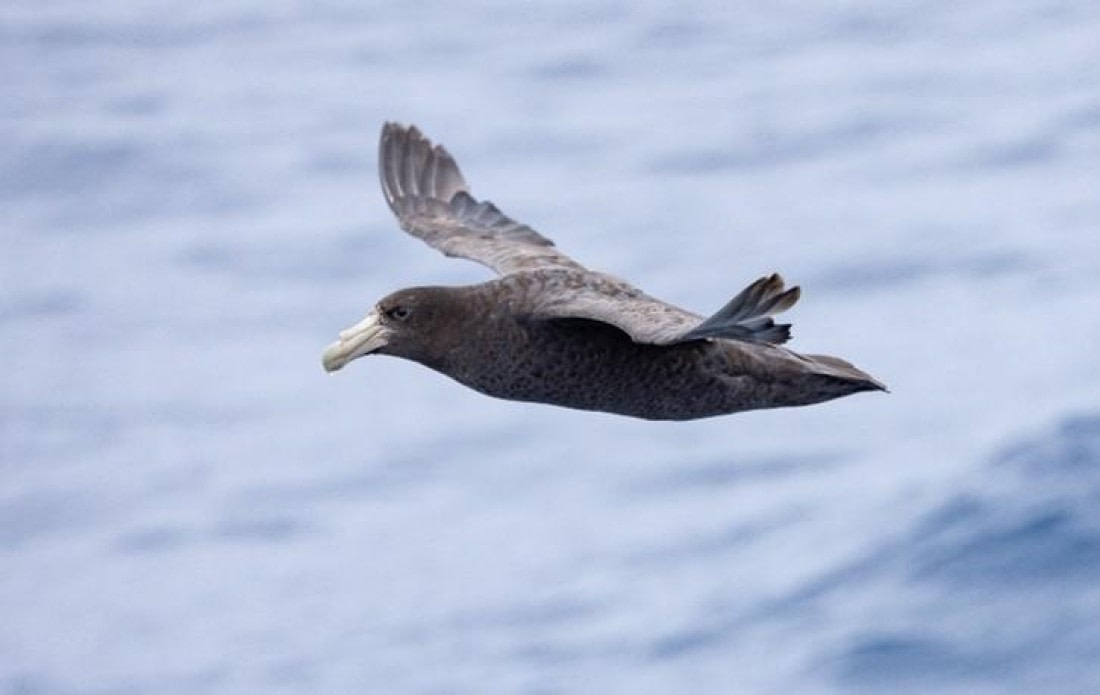 PLA25-25, Day 2, Picture7 © Unknown photographer - Oceanwide Expeditions.jpg