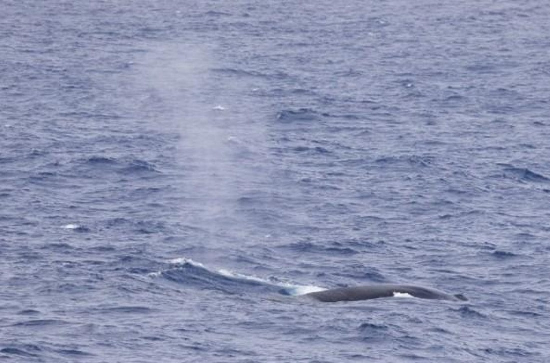 PLA25-25, Day 3, Picture8 © Unknown photographer - Oceanwide Expeditions.jpg