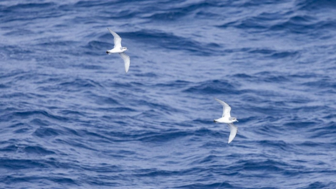 PLA25-25, Day 3, Picture11 © Unknown photographer - Oceanwide Expeditions.jpg