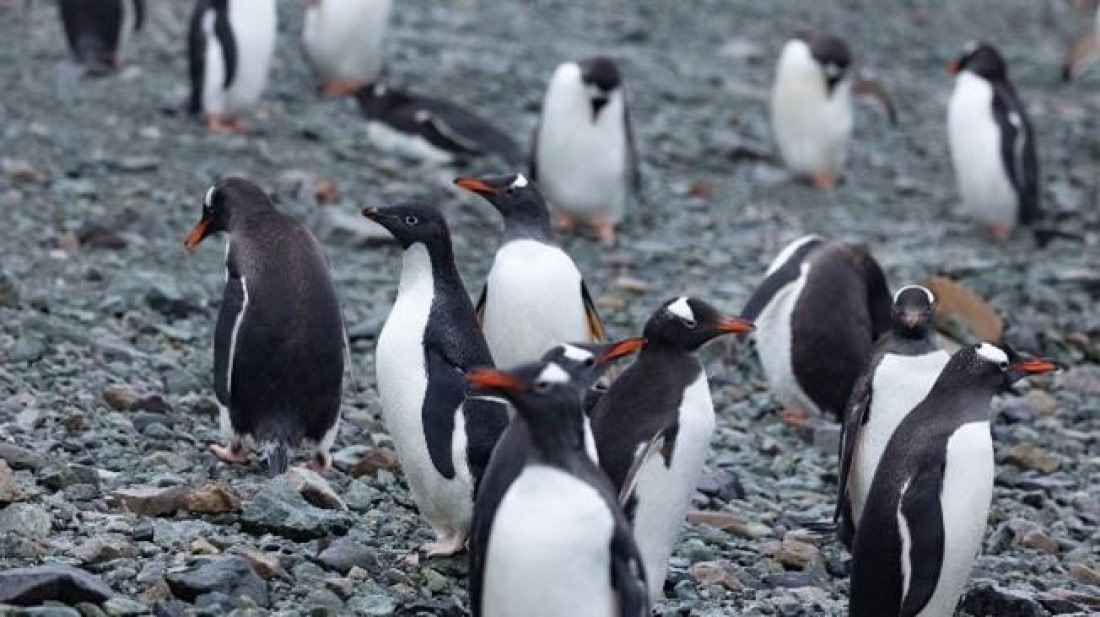 PLA25-25, Day 4, Picture13 © Unknown photographer - Oceanwide Expeditions.jpg