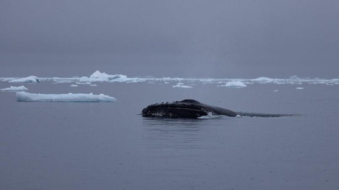 PLA25-25, Day 5, Picture24 © Unknown photographer - Oceanwide Expeditions.jpg