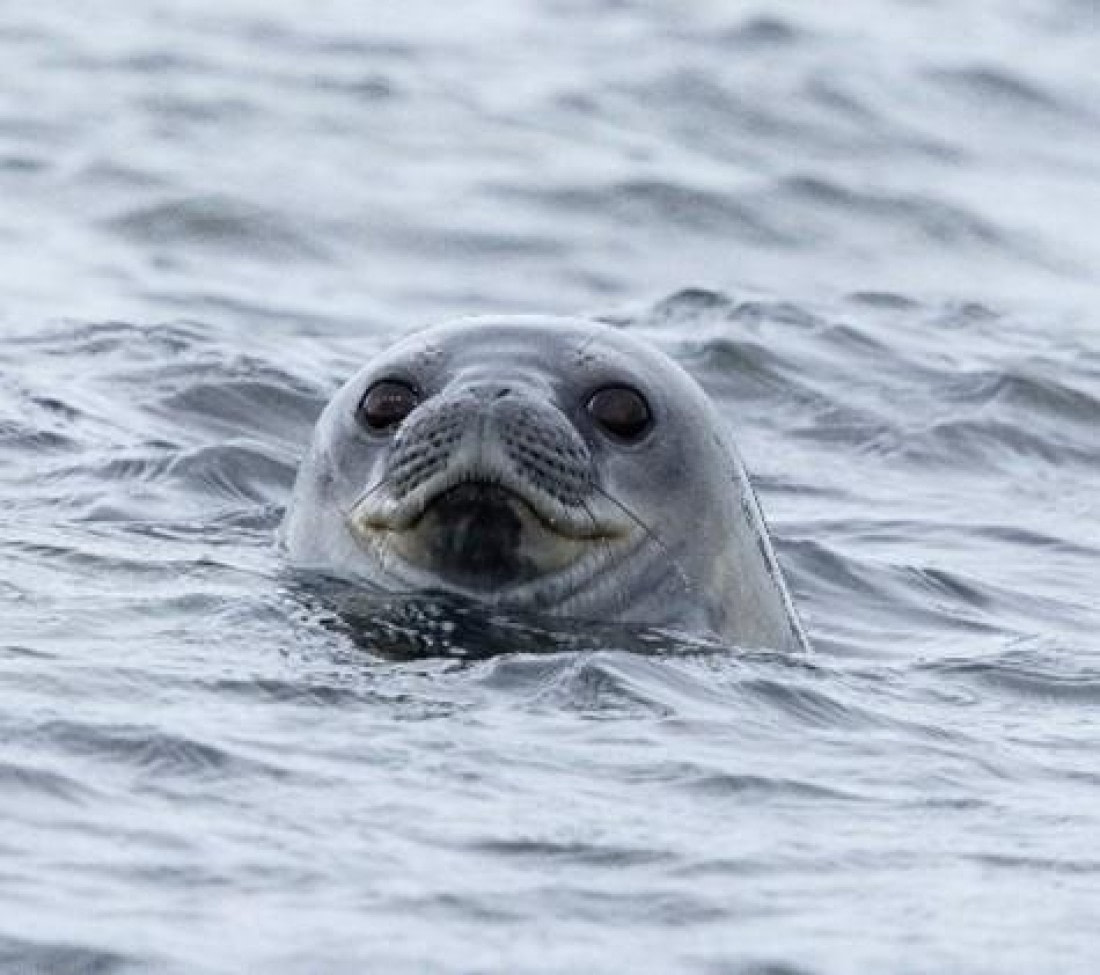 PLA25-25, Day 6, Picture32 © Unknown photographer - Oceanwide Expeditions.jpg
