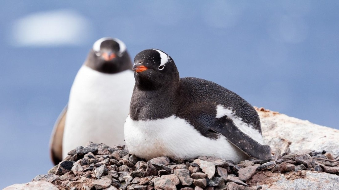 PLA25-25, Day 6, Picture35 © Unknown photographer - Oceanwide Expeditions.jpg