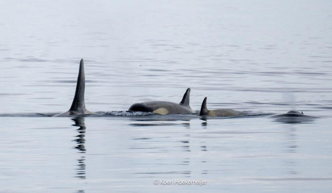 PLA25-25, Day 7, Picture44 © Unknown photographer - Oceanwide Expeditions.jpg