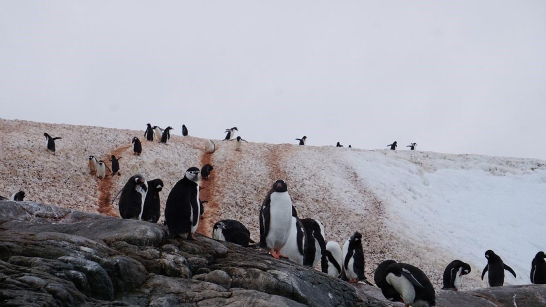 PLA25-25, Day 8, Picture55 © Unknown photographer - Oceanwide Expeditions.jpg