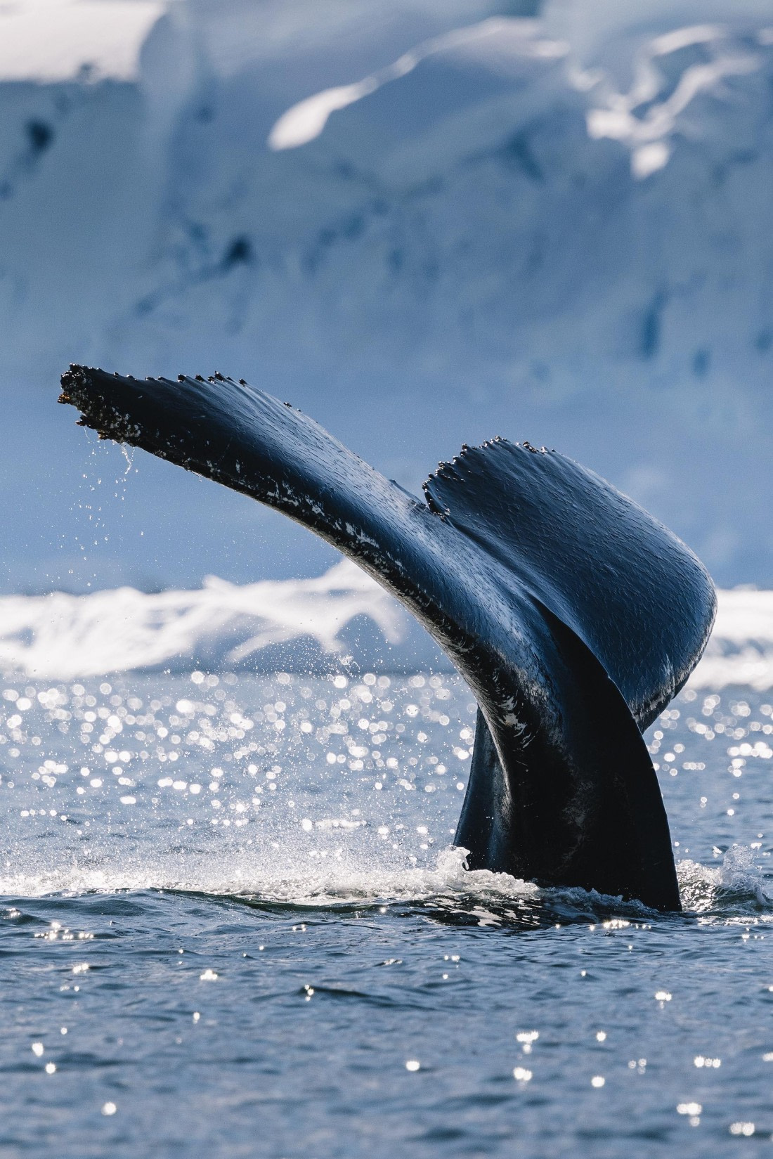 The tail of a great winged whale
