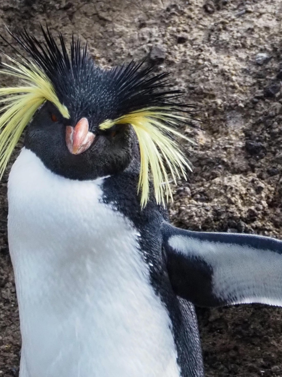 Nightingale Islands Northern Rockhopper