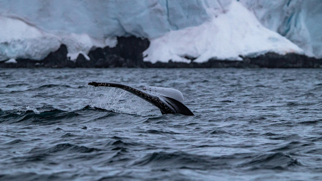 OTL26-25, Day 3, IMG_5134 © Koen Jongerling - Oceanwide Expeditions.jpg