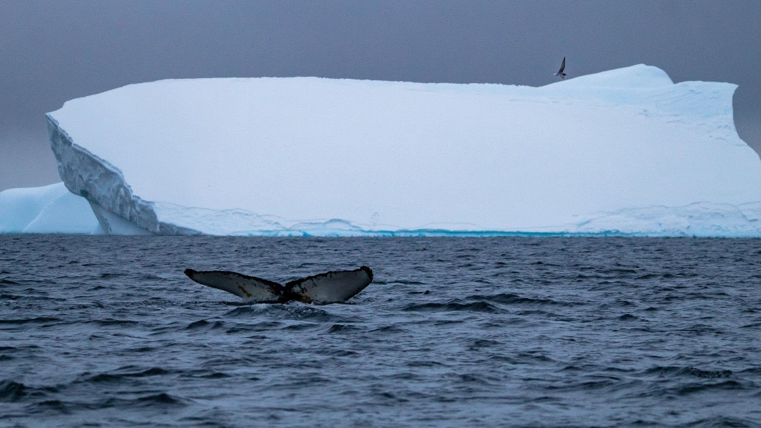 OTL26-25, Day 3, IMG_5137 © Koen Jongerling - Oceanwide Expeditions.jpg