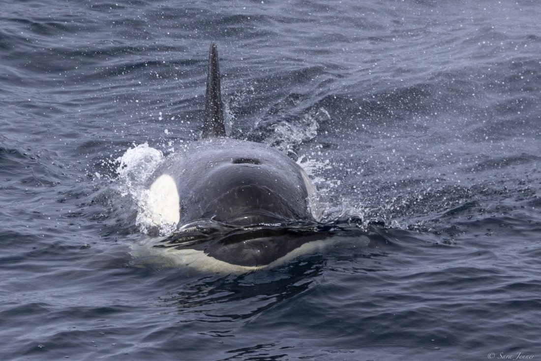 OTL26-25, Day 3, Orca 1 © Sara Jenner - Oceanwide Expeditions.jpg