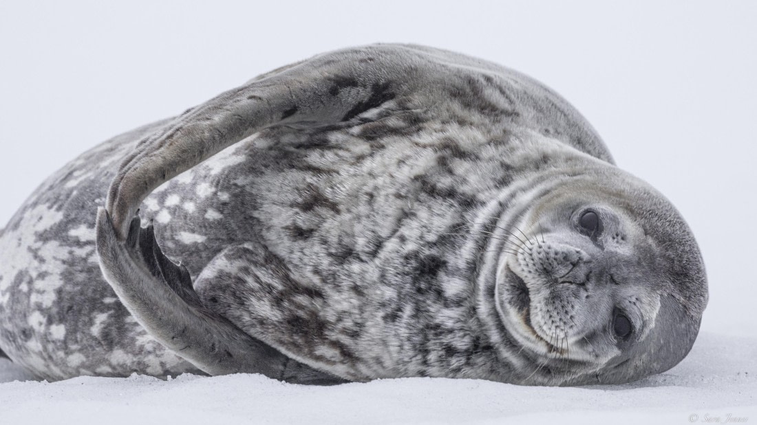 OTL26-25, Day 3, Weddell Seal 1 © Sara Jenner - Oceanwide Expeditions.jpg