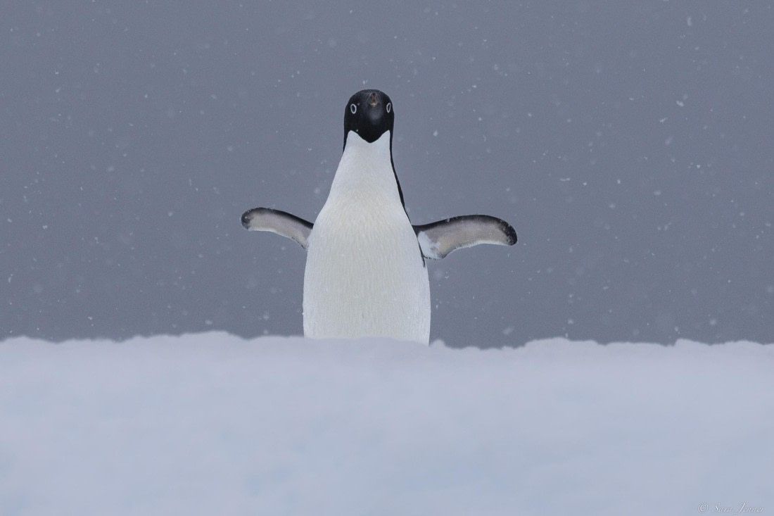 OTL26-25, Day 5, Flanders Bay 2 © Sara Jenner - Oceanwide Expeditions.jpg