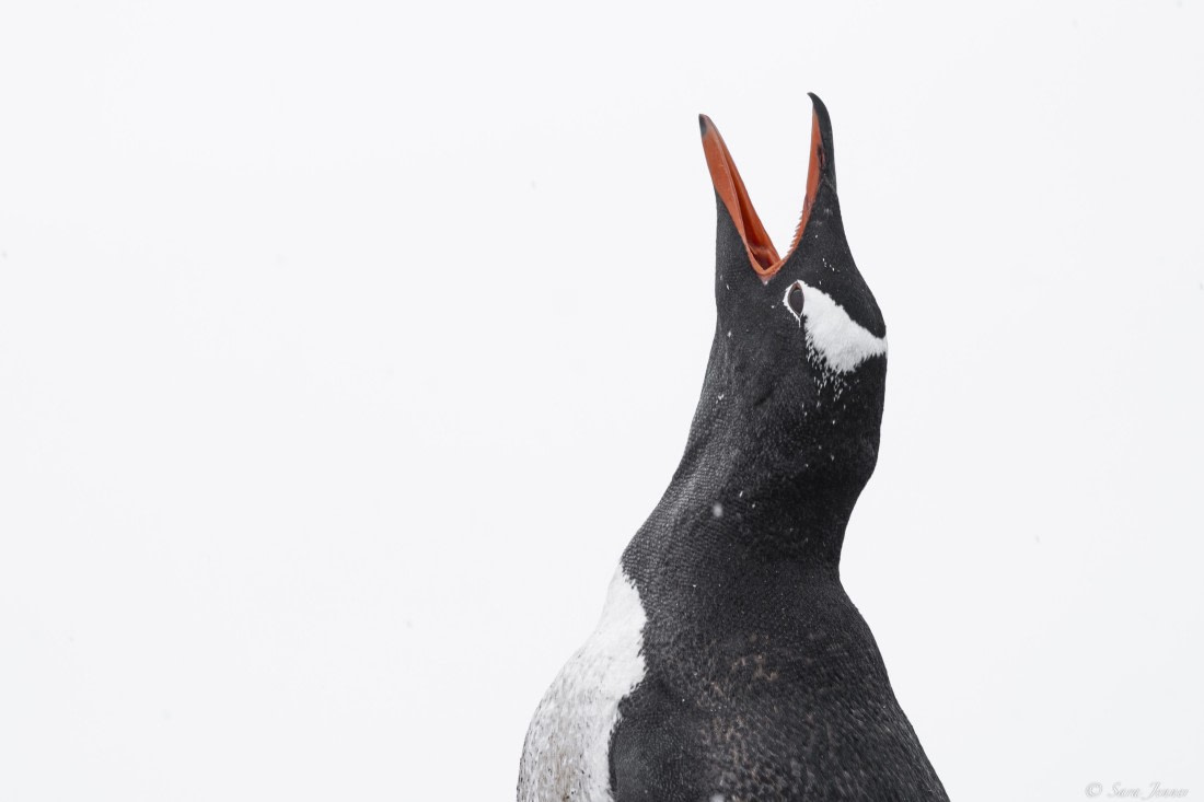 OTL26-25, Day 5, Gentoo © Sara Jenner - Oceanwide Expeditions.jpg