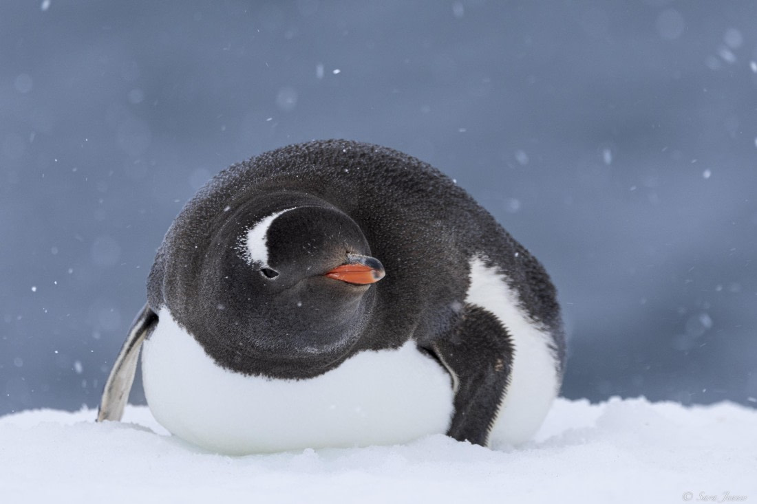 OTL26-25, Day 5, Gentoo 3 © Sara Jenner - Oceanwide Expeditions.jpg