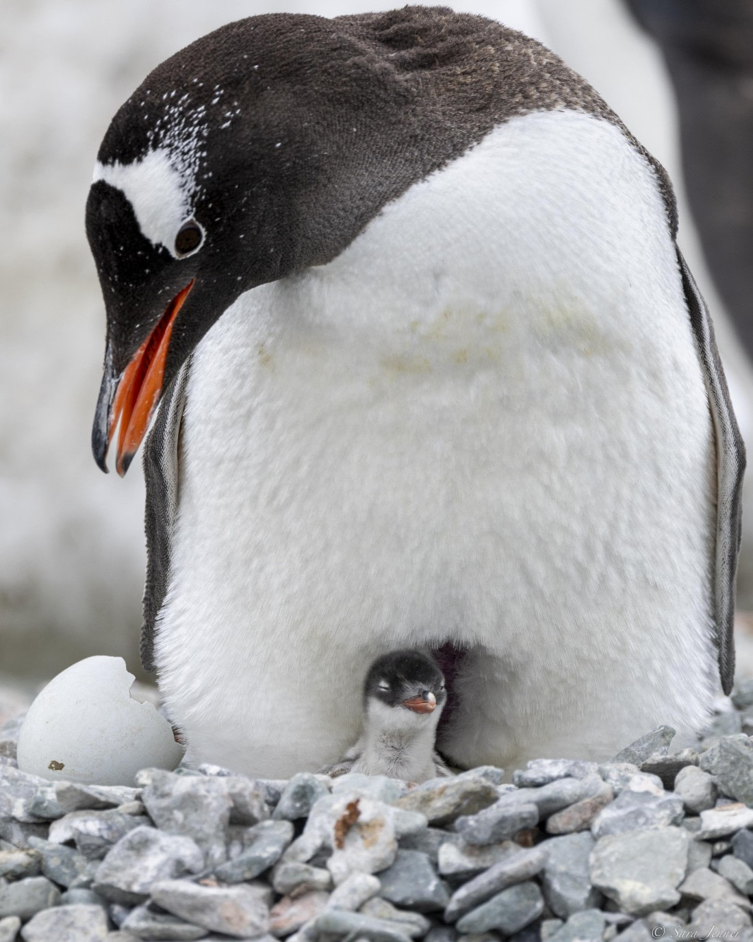 OTL26-25, Day 5, Gentoo chick 2 © Sara Jenner - Oceanwide Expeditions.jpg