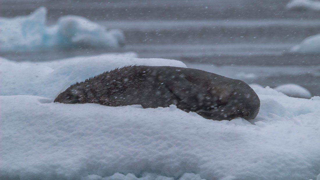 OTL26-25, Day 5, IMG_5304 © Koen Jongerling - Oceanwide Expeditions.jpg