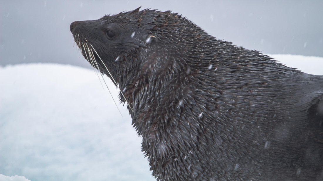 OTL26-25, Day 5, IMG_5306 © Koen Jongerling - Oceanwide Expeditions.jpg