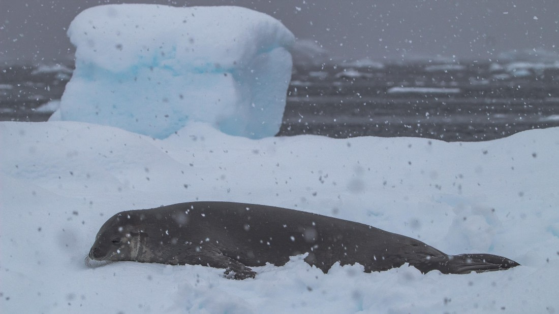 OTL26-25, Day 5, IMG_5313 © Koen Jongerling - Oceanwide Expeditions.jpg