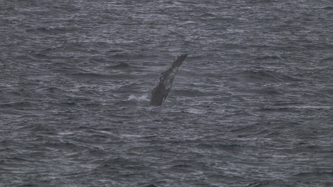 OTL26-25, Day 5, IMG_5327 © Koen Jongerling - Oceanwide Expeditions.jpg