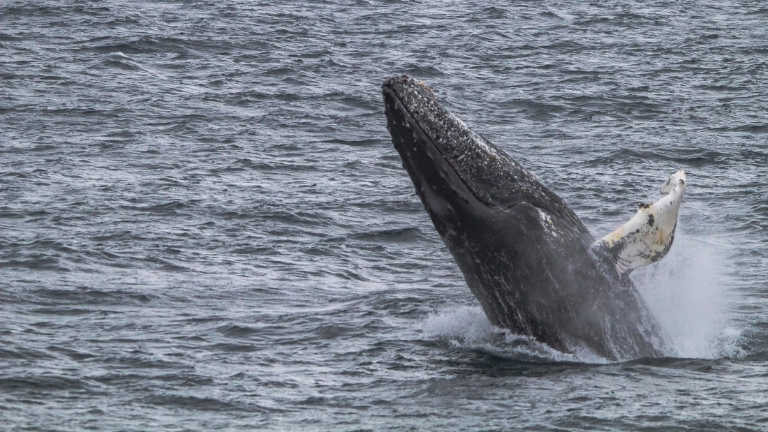 OTL26-25, Day 5, IMG_5334 © Koen Jongerling - Oceanwide Expeditions.jpg