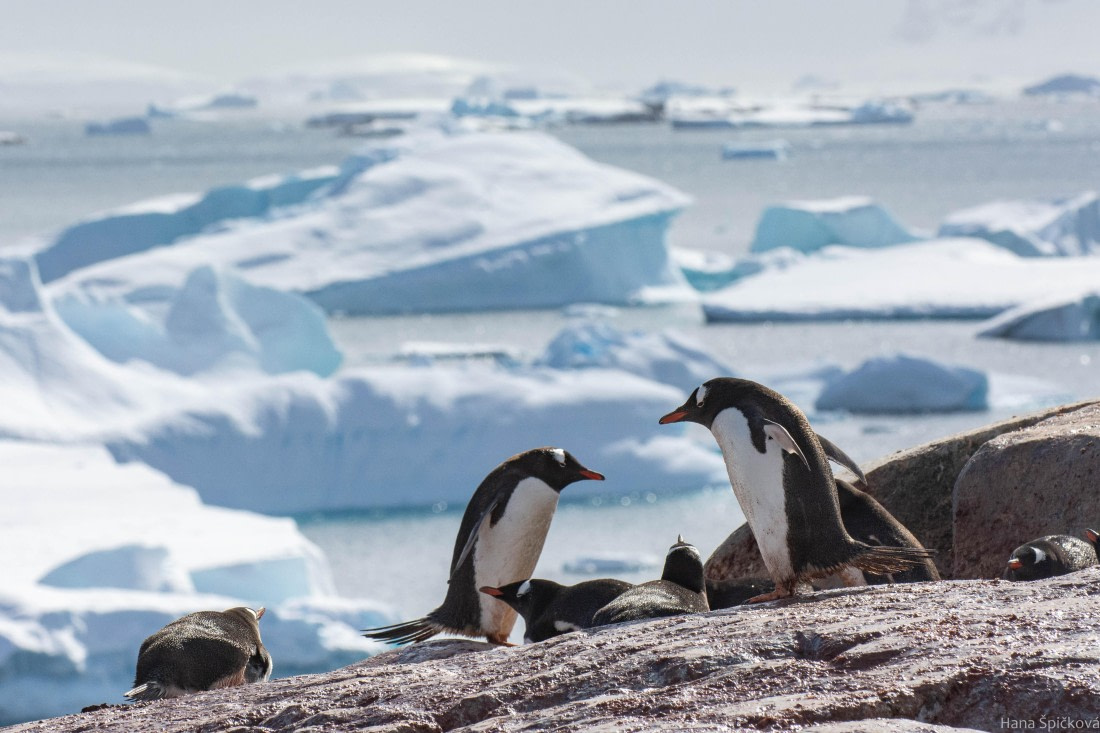 OTL26-25, Day 6, _DSC4626 © Hana Spickova - Oceanwide Expeditions.jpg