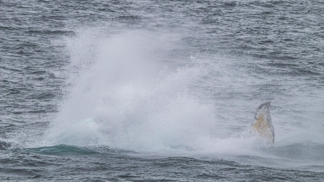 OTL26-25, Day 5, IMG_5337 © Koen Jongerling - Oceanwide Expeditions.jpg