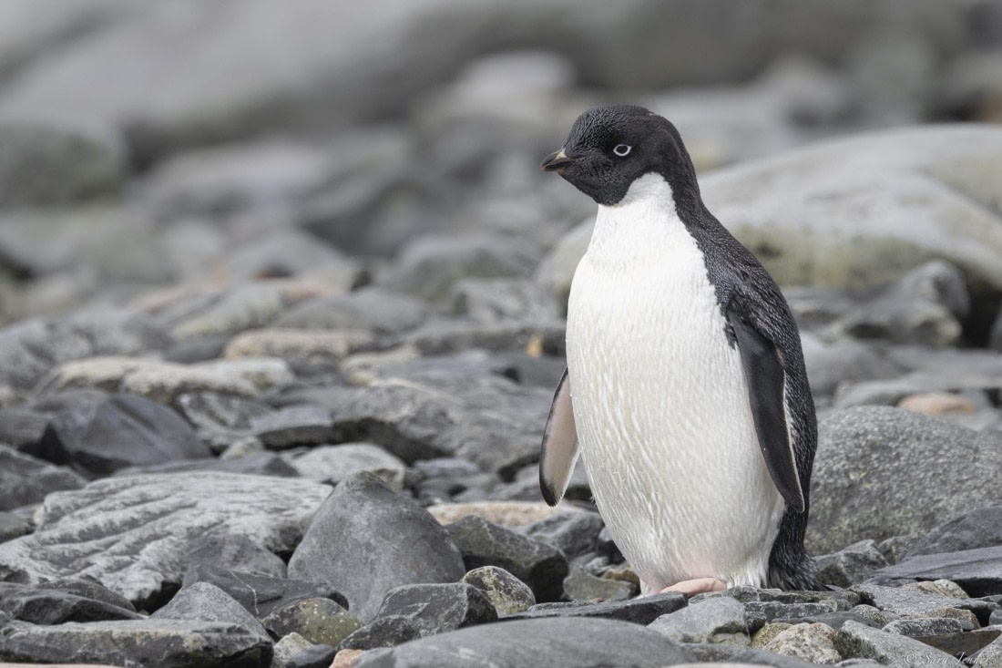 OTL26-25, Day 6, Adelie penguin © Sara Jenner - Oceanwide Expeditions.jpg