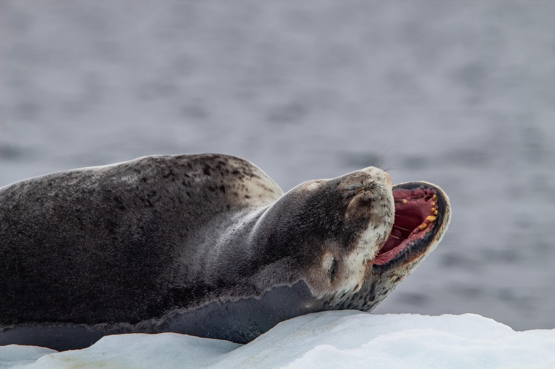 OTL26-25, Day 6, IMG_5452 © Koen Jongerling - Oceanwide Expeditions.jpg