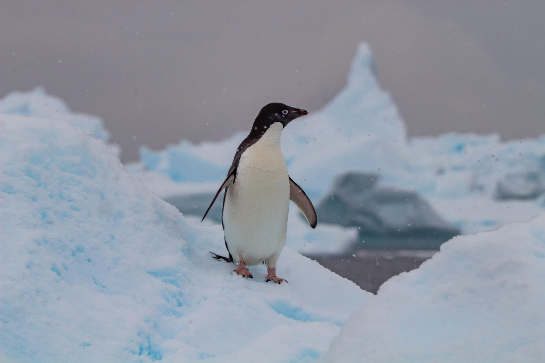 OTL26-25, Day 6, IMG_5467 © Koen Jongerling - Oceanwide Expeditions.jpg