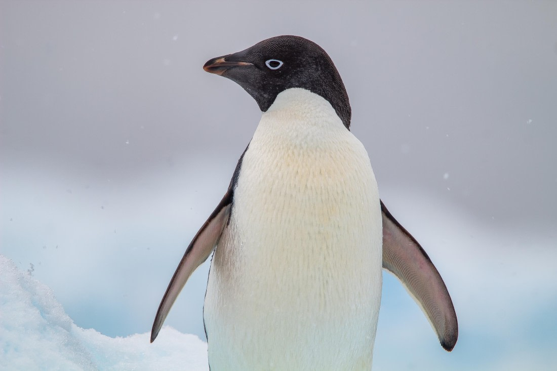 OTL26-25, Day 6, IMG_5471 © Koen Jongerling - Oceanwide Expeditions.jpg