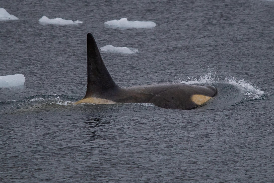 OTL26-25, Day 6, IMG_5551 © Koen Jongerling - Oceanwide Expeditions.jpg