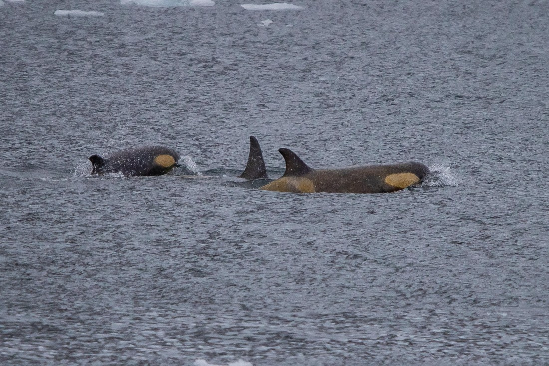 OTL26-25, Day 6, IMG_5553 © Koen Jongerling - Oceanwide Expeditions.jpg