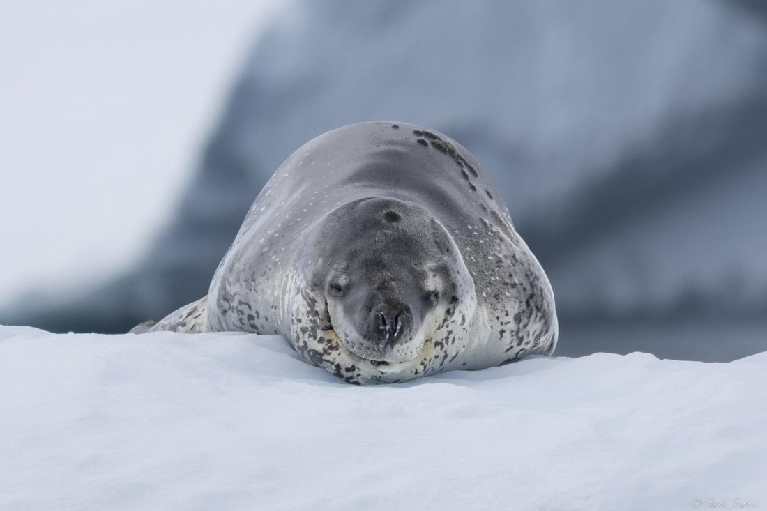 OTL26-25, Day 6, Leopard Seal 3 © Sara Jenner - Oceanwide Expeditions.jpg